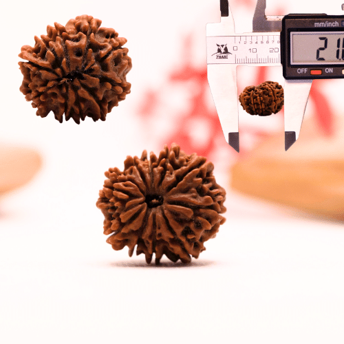 9 Mukhi Nepali Rudraksha - Regular