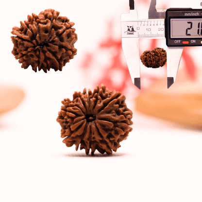 9 Mukhi Nepali Rudraksha - Regular