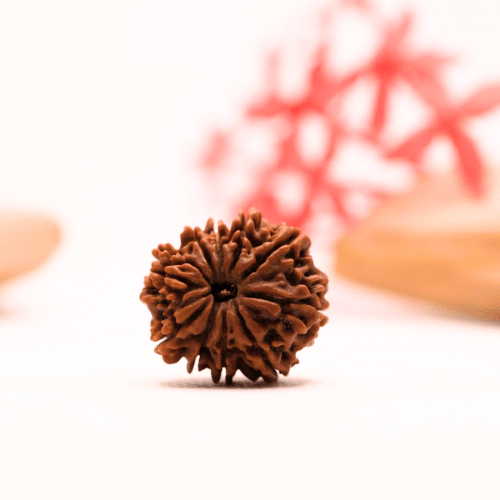 9 Mukhi Nepali Rudraksha - Regular