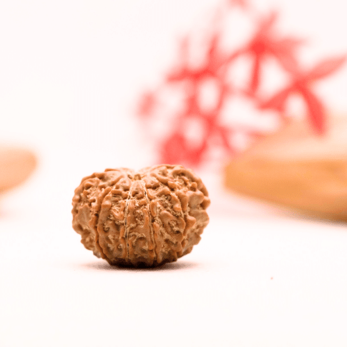 9 Mukhi Nepali Rudraksha - Regular