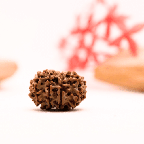 9 Mukhi Nepali Rudraksha - Regular