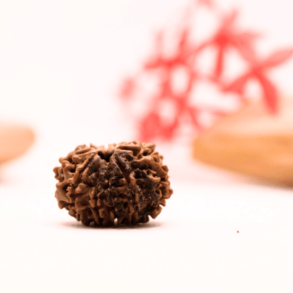 9 Mukhi Nepali Rudraksha - Regular