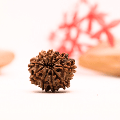9 Mukhi Nepali Rudraksha - Regular