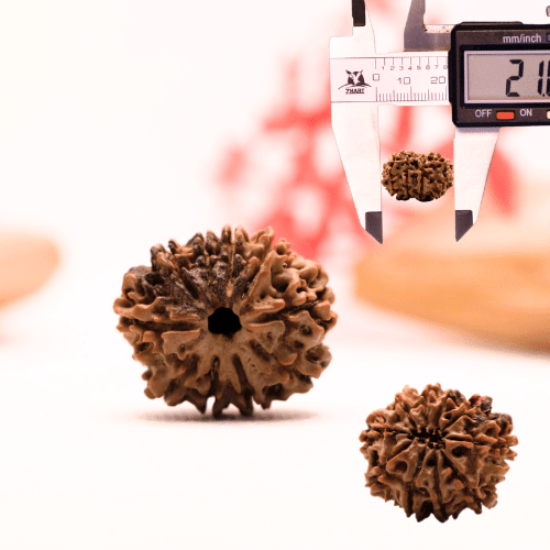 9 Mukhi Nepali Rudraksha - Regular