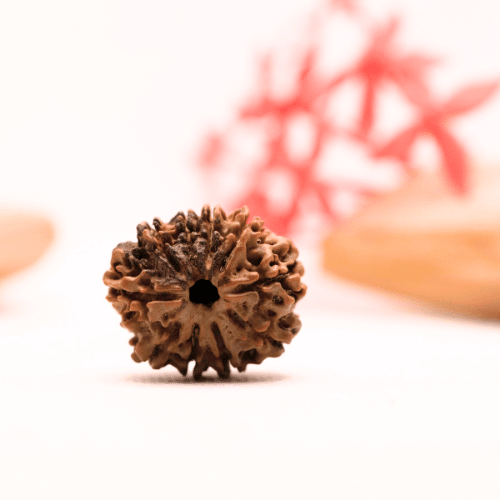 9 Mukhi Nepali Rudraksha - Regular