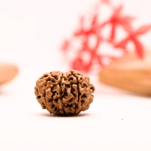 9 Mukhi Nepali Rudraksha - Regular