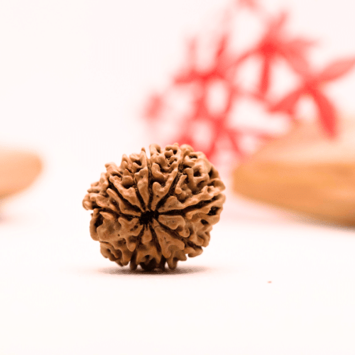 9 Mukhi Nepali Rudraksha - Regular