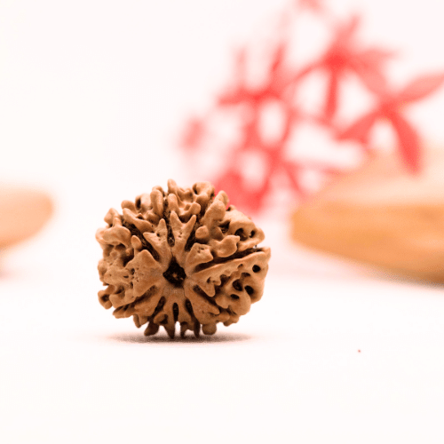 9 Mukhi Nepali Rudraksha - Regular
