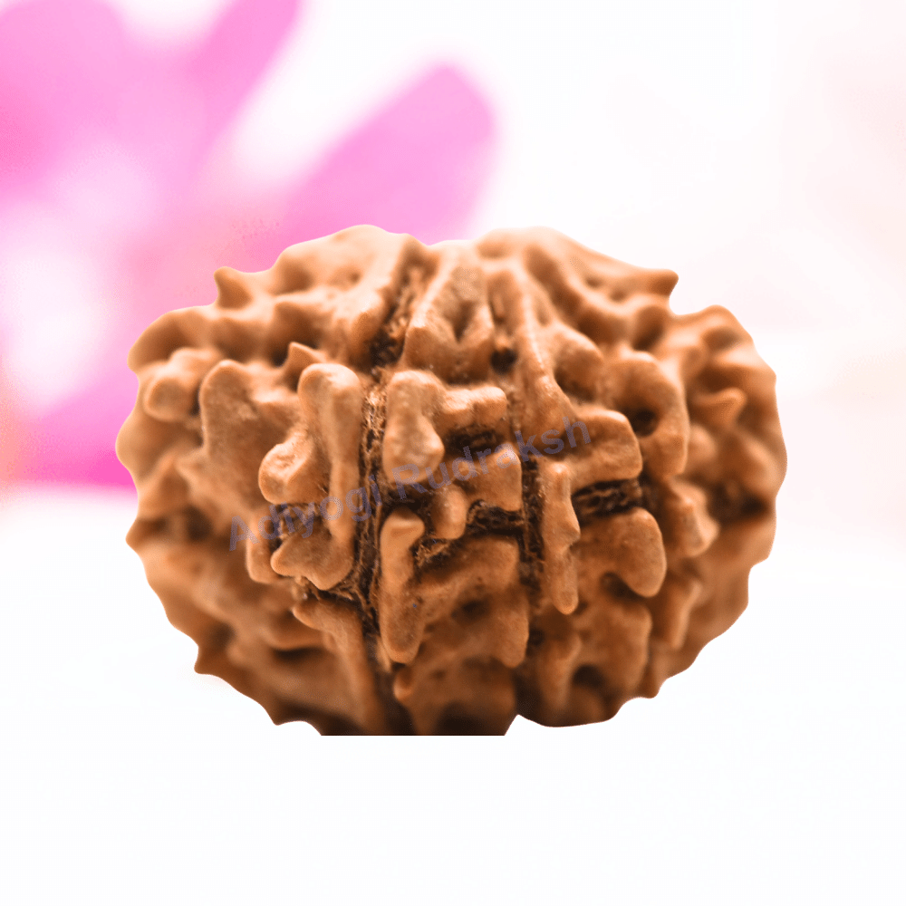9 Mukhi Nepali Rudraksha - Regular
