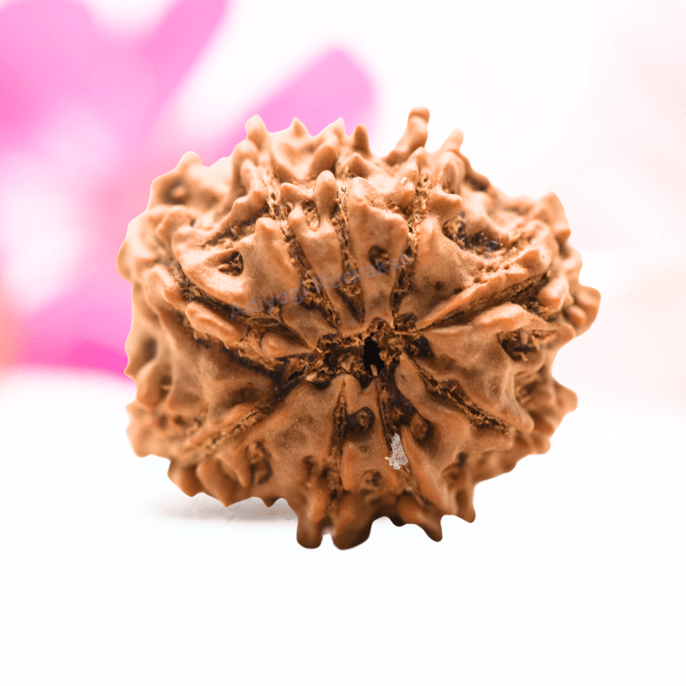9 Mukhi Nepali Rudraksha - Regular