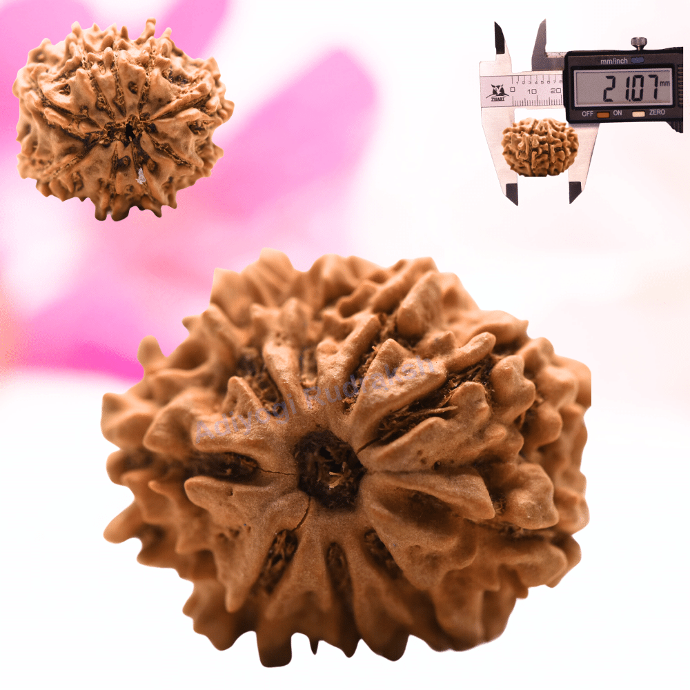 9 Mukhi Nepali Rudraksha - Regular