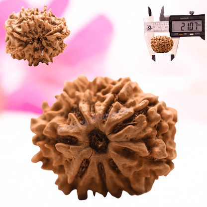 9 Mukhi Nepali Rudraksha - Regular