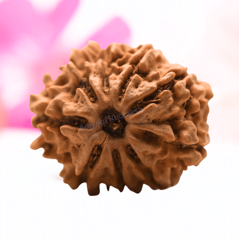9 Mukhi Nepali Rudraksha - Regular