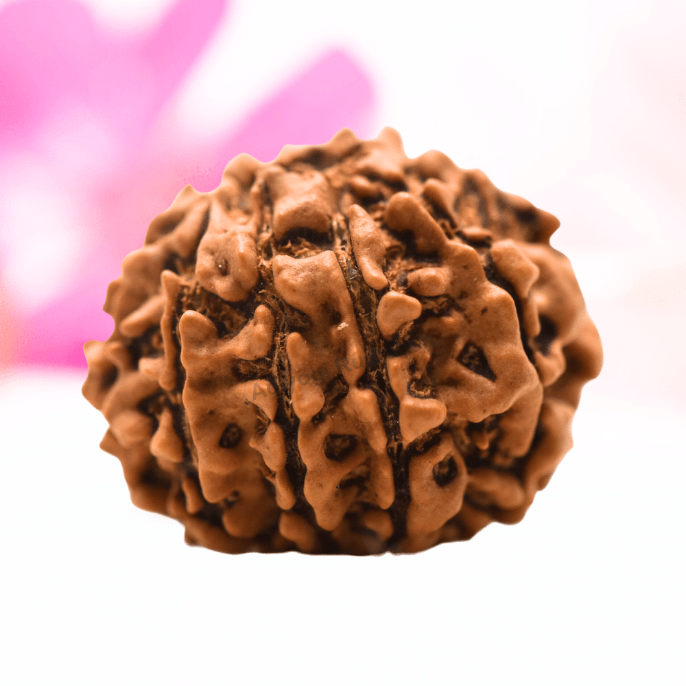 9 Mukhi Nepali Rudraksha - Regular