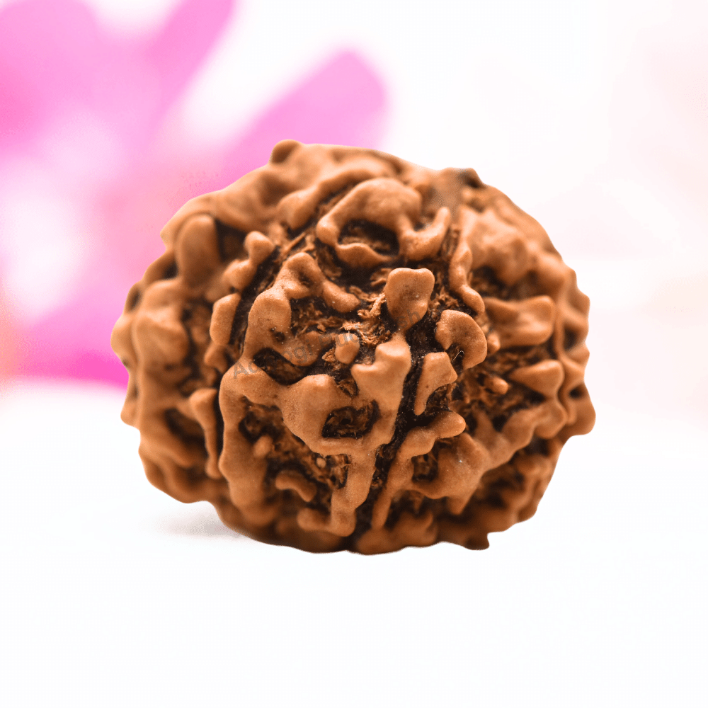 9 Mukhi Nepali Rudraksha - Regular