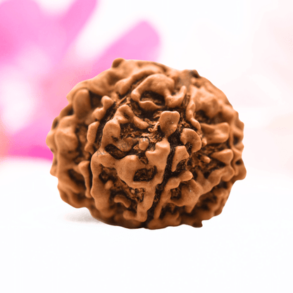 9 Mukhi Nepali Rudraksha - Regular