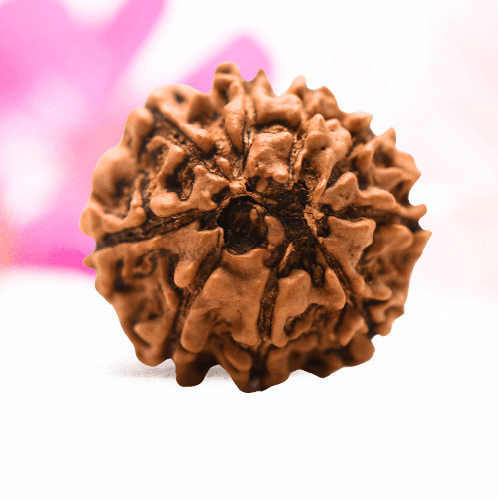 9 Mukhi Nepali Rudraksha - Regular