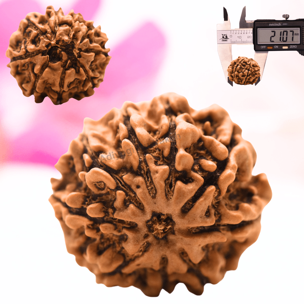 9 Mukhi Nepali Rudraksha - Regular
