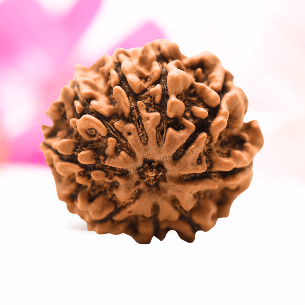 9 Mukhi Nepali Rudraksha - Regular