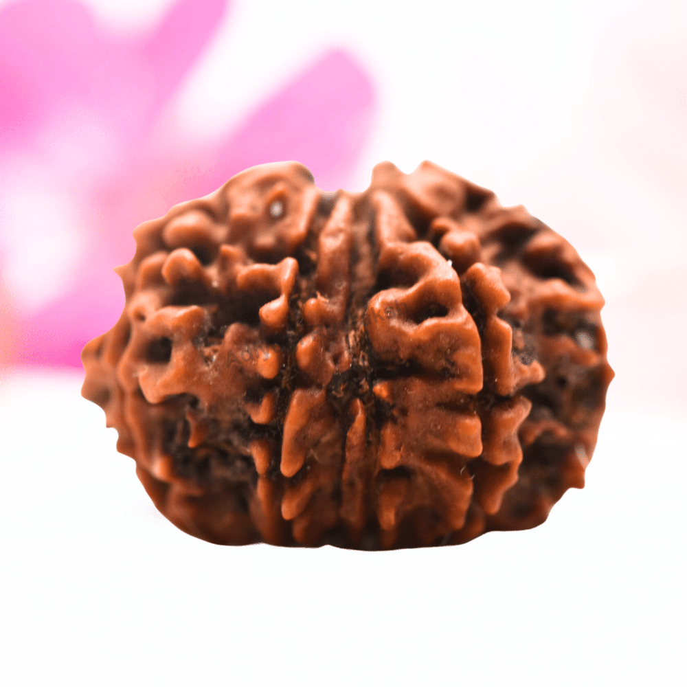 9 Mukhi Nepali Rudraksha - Regular