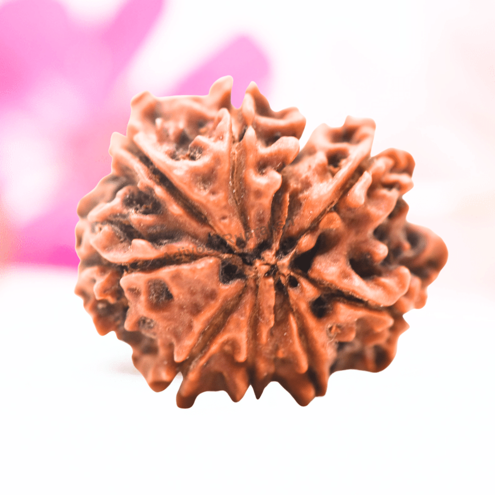9 Mukhi Nepali Rudraksha - Regular