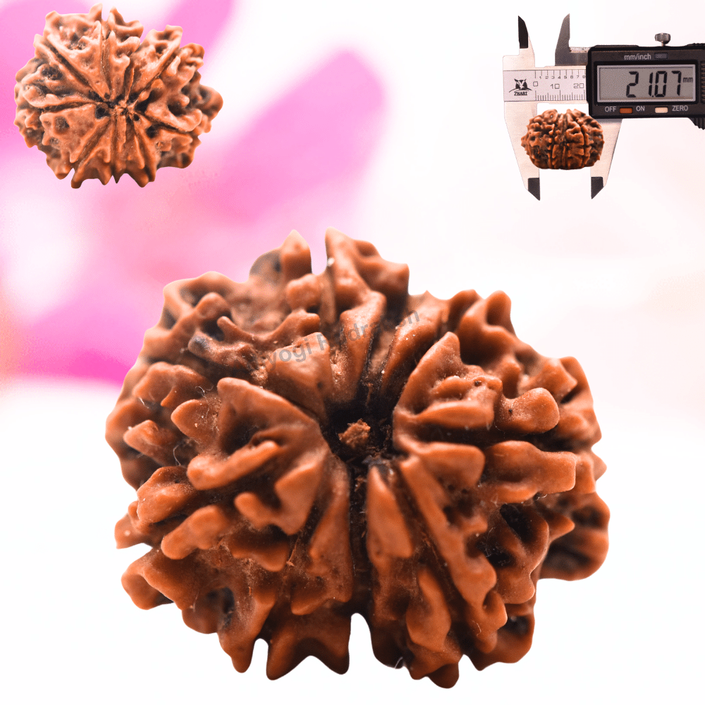 9 Mukhi Nepali Rudraksha - Regular