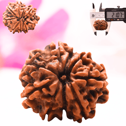 9 Mukhi Nepali Rudraksha - Regular