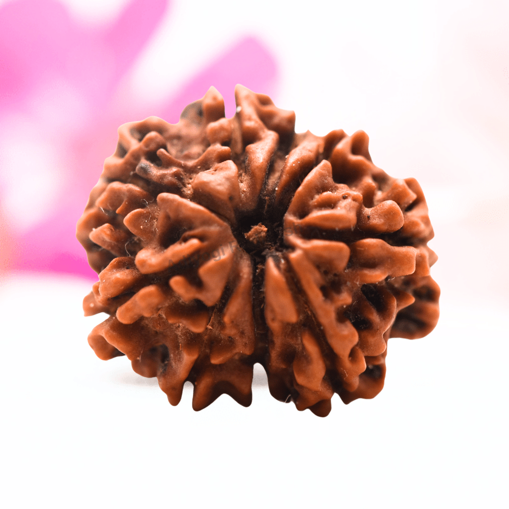 9 Mukhi Nepali Rudraksha - Regular