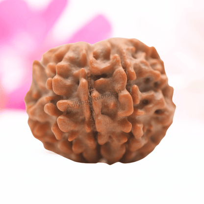 9 Mukhi Nepali Rudraksha - Regular