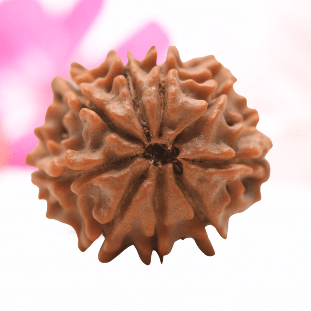 9 Mukhi Nepali Rudraksha - Regular