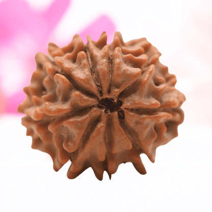 9 Mukhi Nepali Rudraksha - Regular