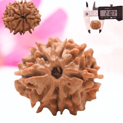 9 Mukhi Nepali Rudraksha - Regular