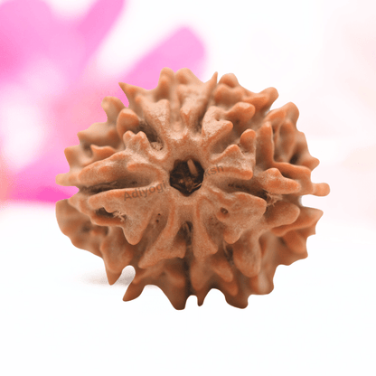 9 Mukhi Nepali Rudraksha - Regular