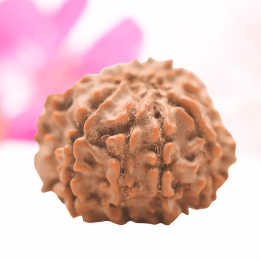 9 Mukhi Nepali Rudraksha - Regular
