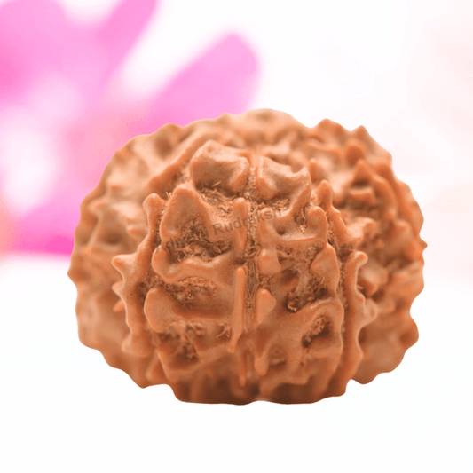 9 Mukhi Nepali Rudraksha - Regular