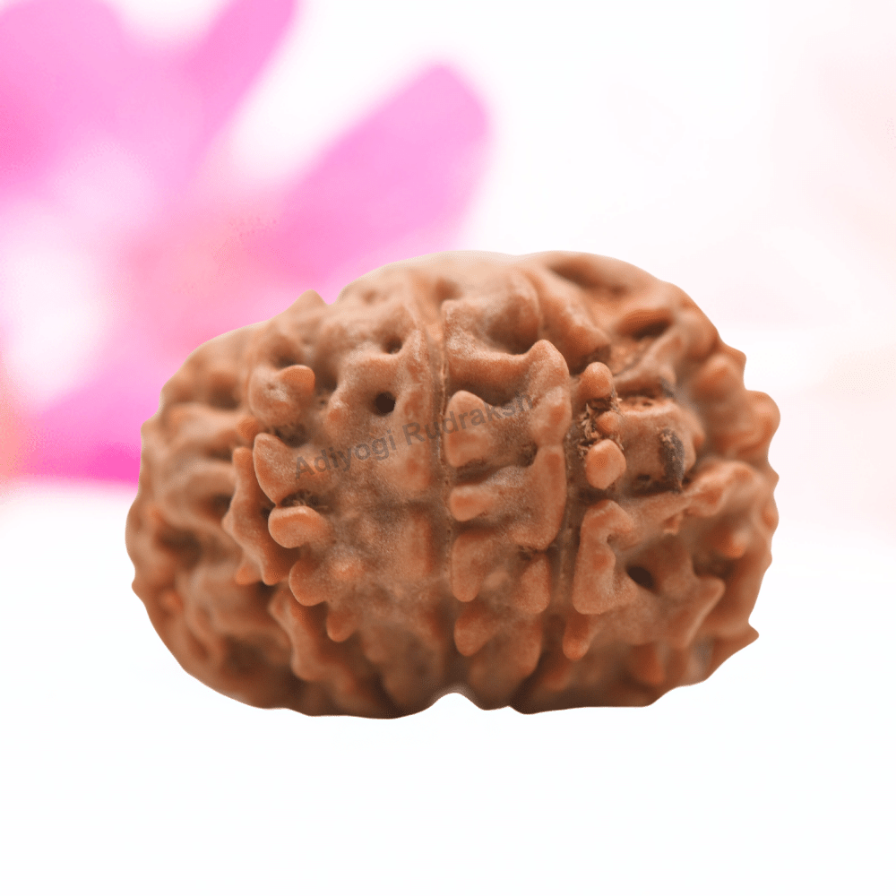9 Mukhi Nepali Rudraksha - Regular