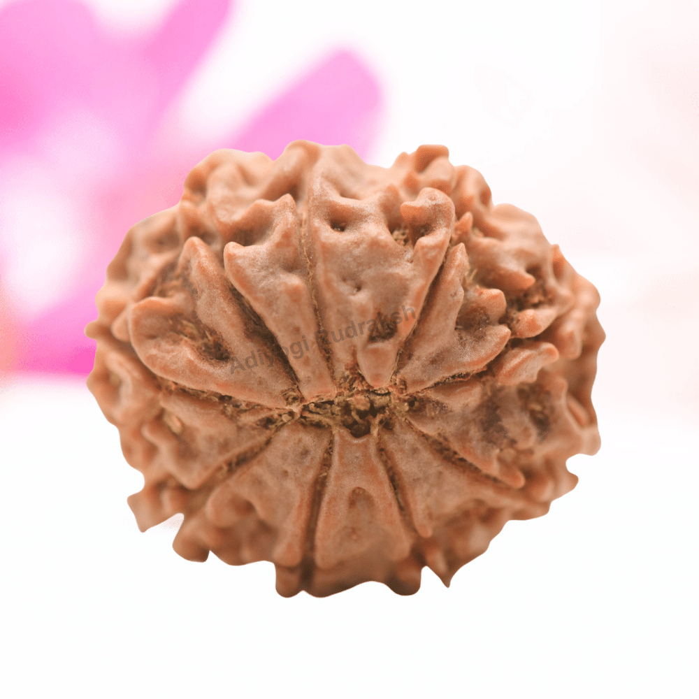 9 Mukhi Nepali Rudraksha - Regular