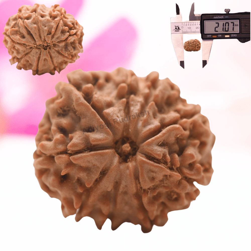 9 Mukhi Nepali Rudraksha - Regular