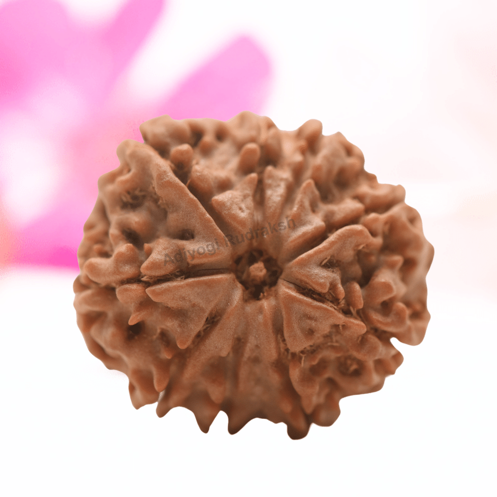 9 Mukhi Nepali Rudraksha - Regular