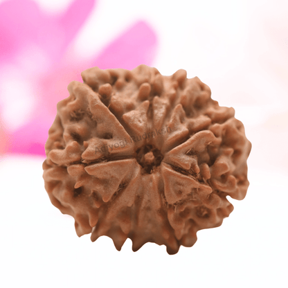 9 Mukhi Nepali Rudraksha - Regular