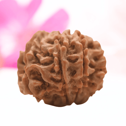 9 Mukhi Nepali Rudraksha - Regular