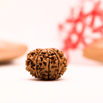 9 Mukhi Nepali Rudraksha - Regular