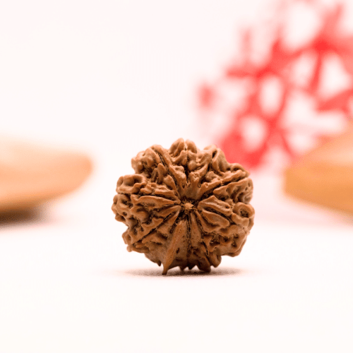 9 Mukhi Nepali Rudraksha - Regular