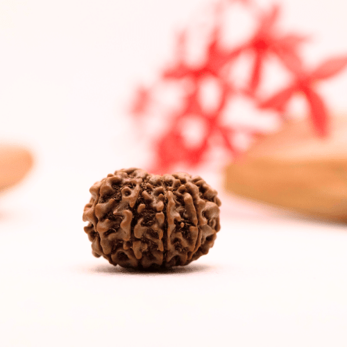 9 Mukhi Nepali Rudraksha - Regular