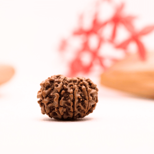 9 Mukhi Nepali Rudraksha - Regular