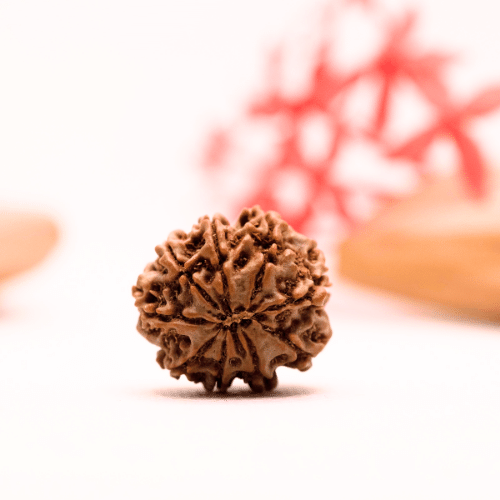 9 Mukhi Nepali Rudraksha - Regular
