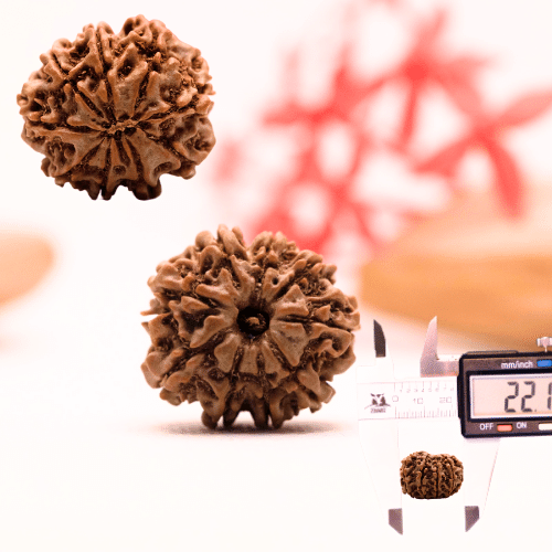 9 Mukhi Nepali Rudraksha - Regular