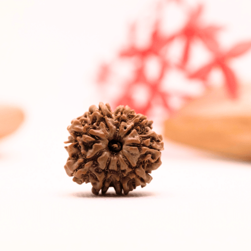 9 Mukhi Nepali Rudraksha - Regular