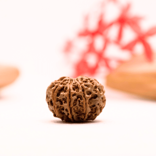 9 Mukhi Nepali Rudraksha - Regular