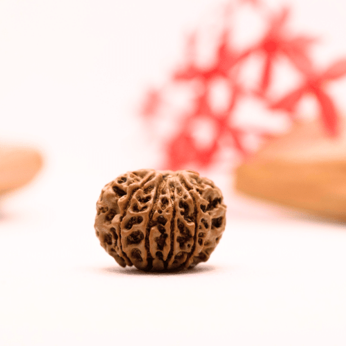 9 Mukhi Nepali Rudraksha - Regular